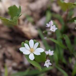 Ecological characterization of the woodland of ​​Domaine Saint-Paul on Île des Sœurs