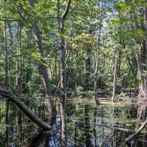 Ecological survey as part of the development projet of Grand Parc de l&rsquo;Ouest